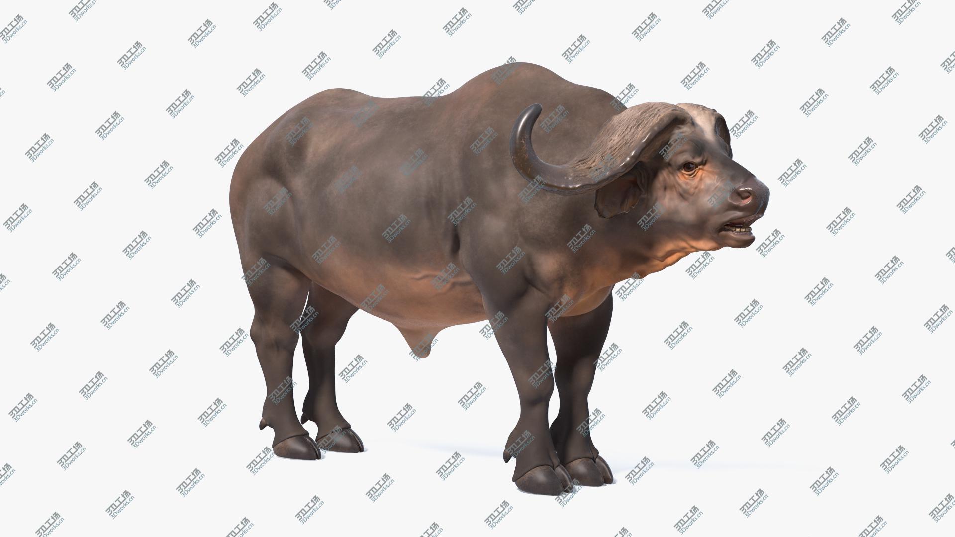 images/goods_img/20210319/3D Cape Buffalo African Buffalo Rigged/1.jpg